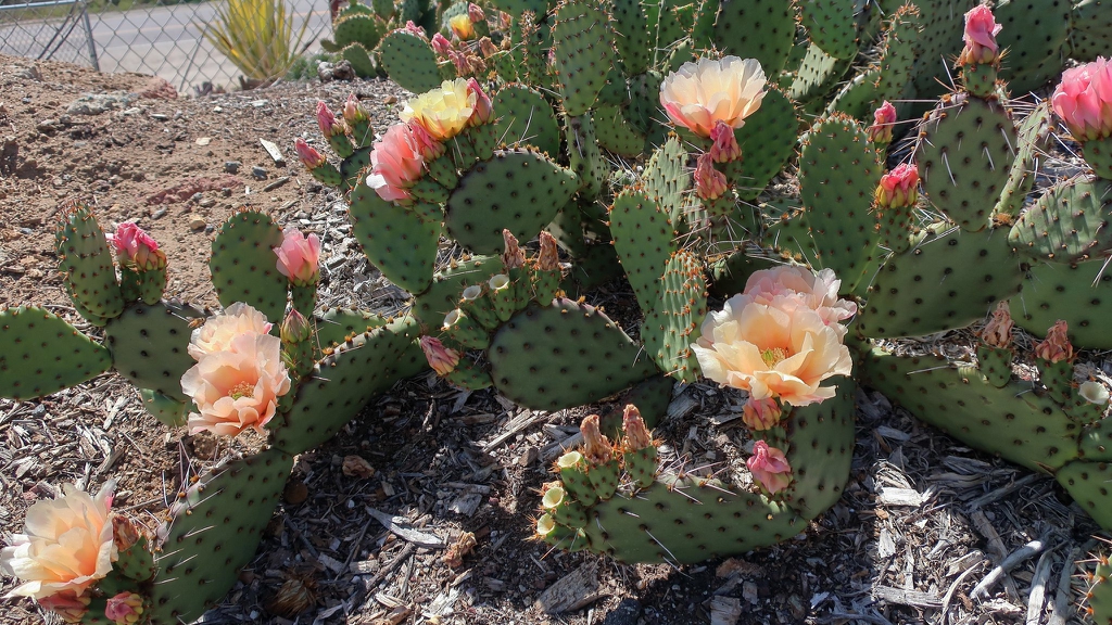 'Pina Colada' flowers