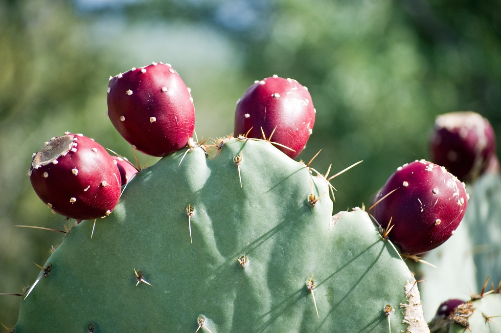 Fruit