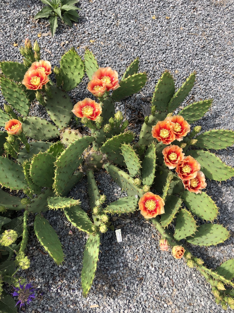 Form and flower, Wake County, NC