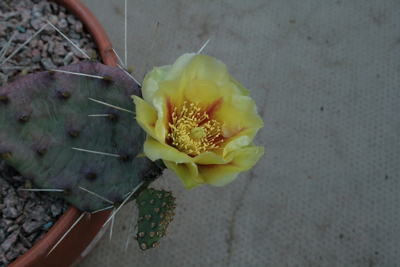 Potted opuntia with a single yellow flower with orange center.