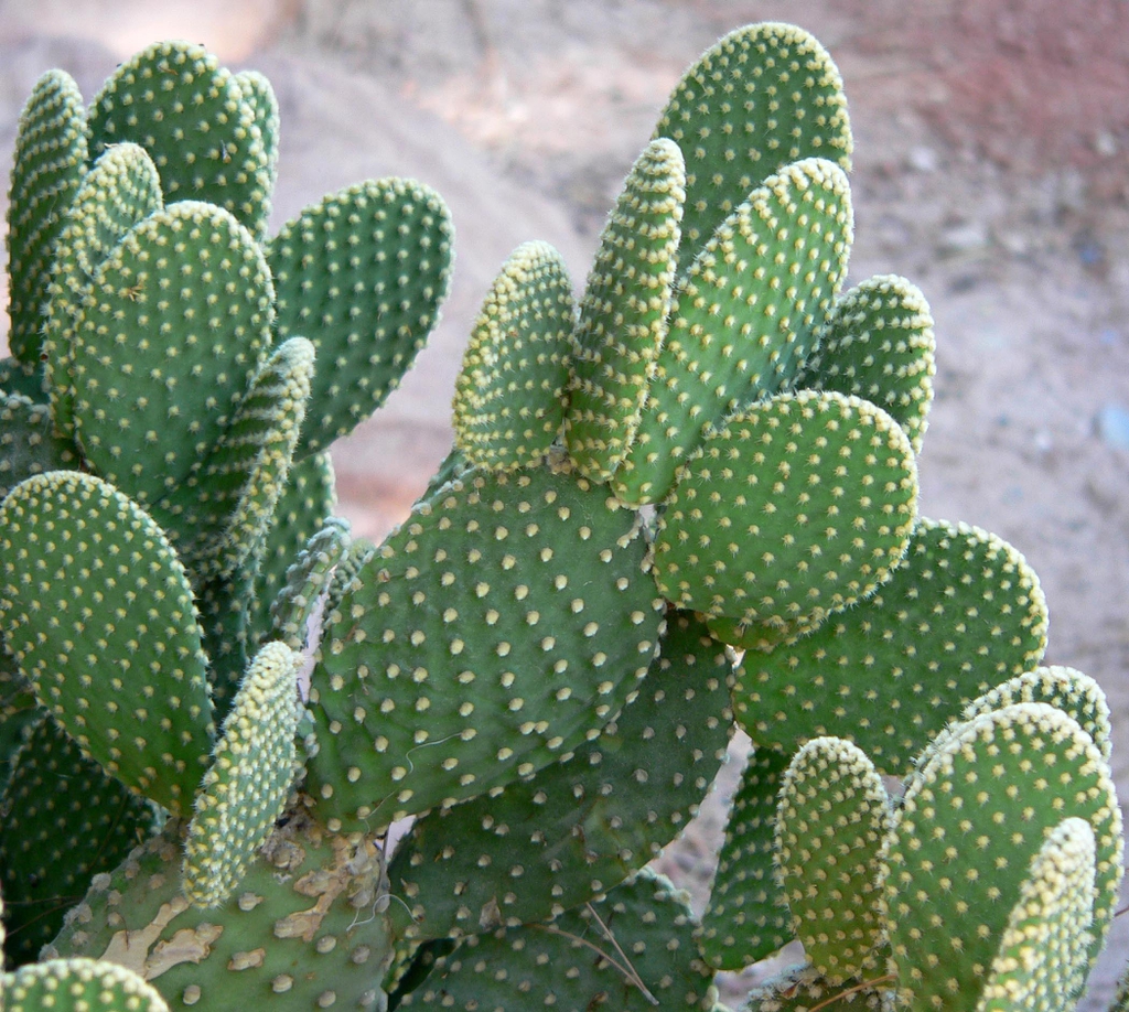 Form