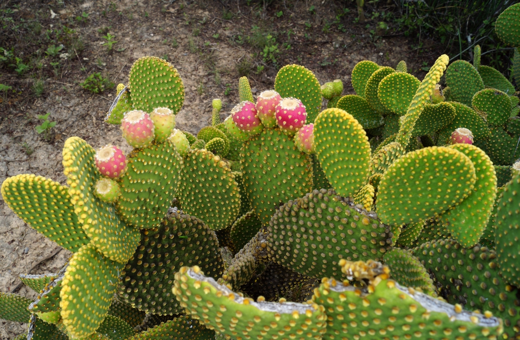 Fruit