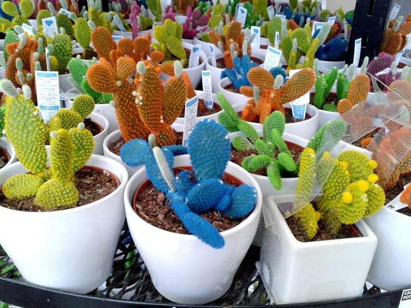 Potted plants that have been dyed various bright colors.