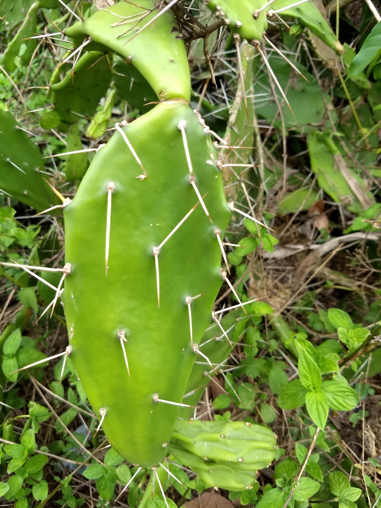 Opuntia Monacantha