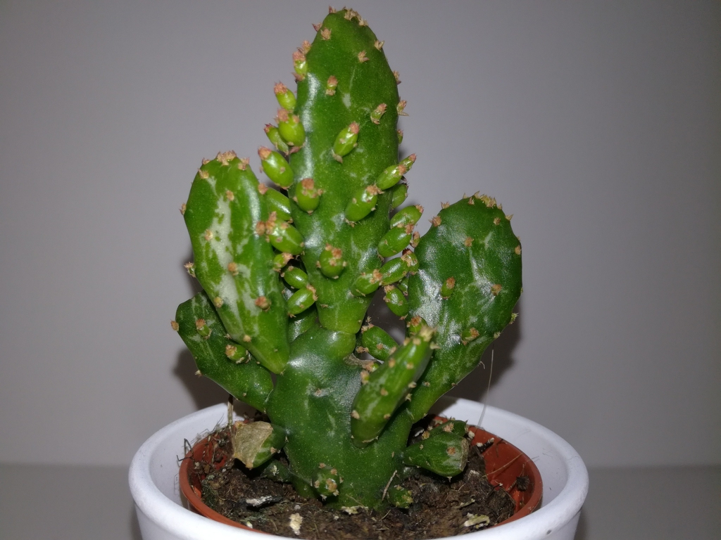 Opuntia Monacantha