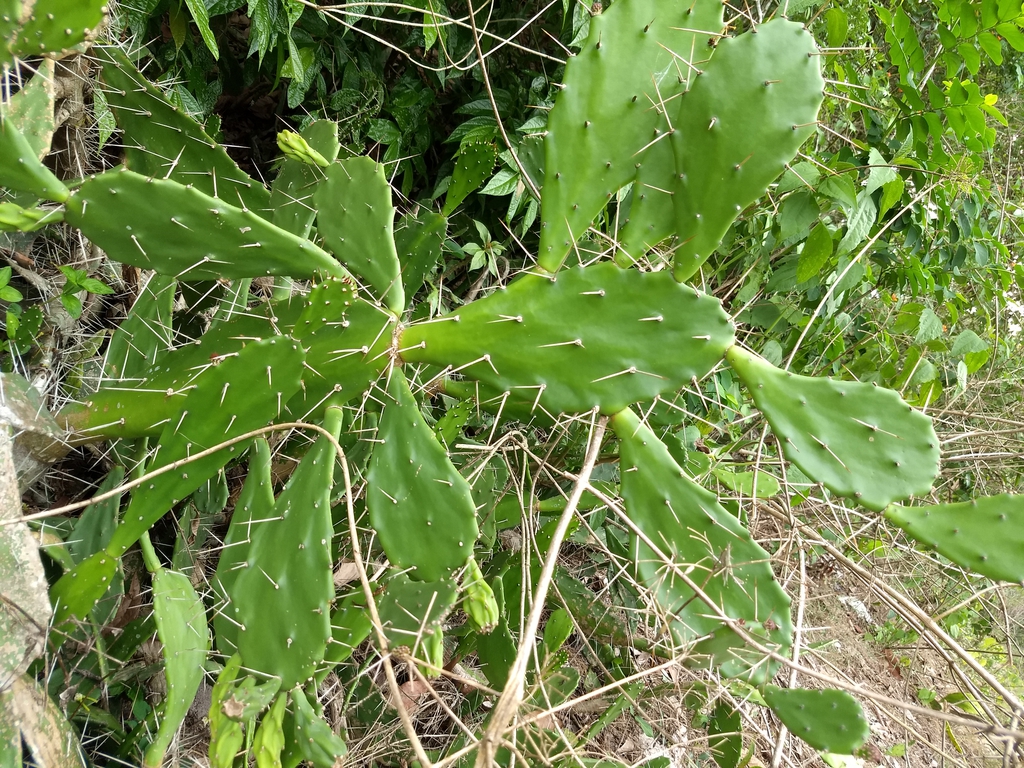 Opuntia Monacantha