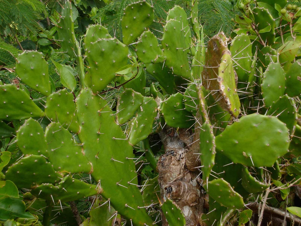 Opuntia Monacantha