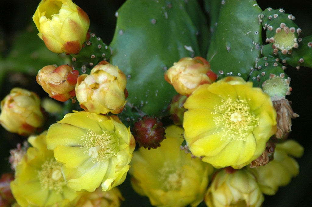 Opuntia Monacantha