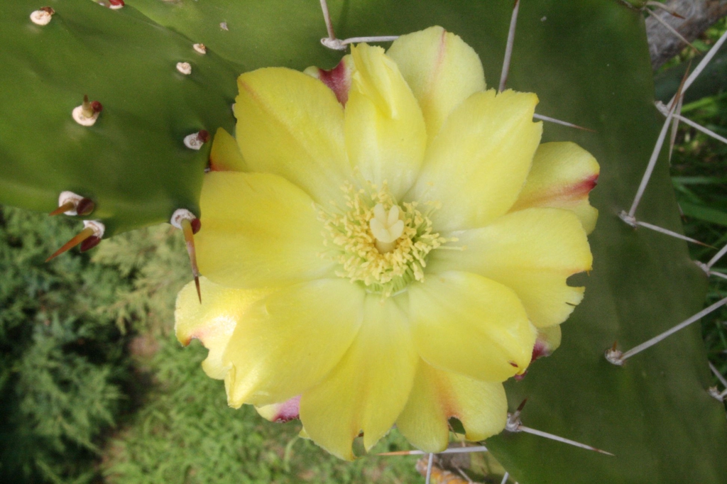 Opuntia Monacantha
