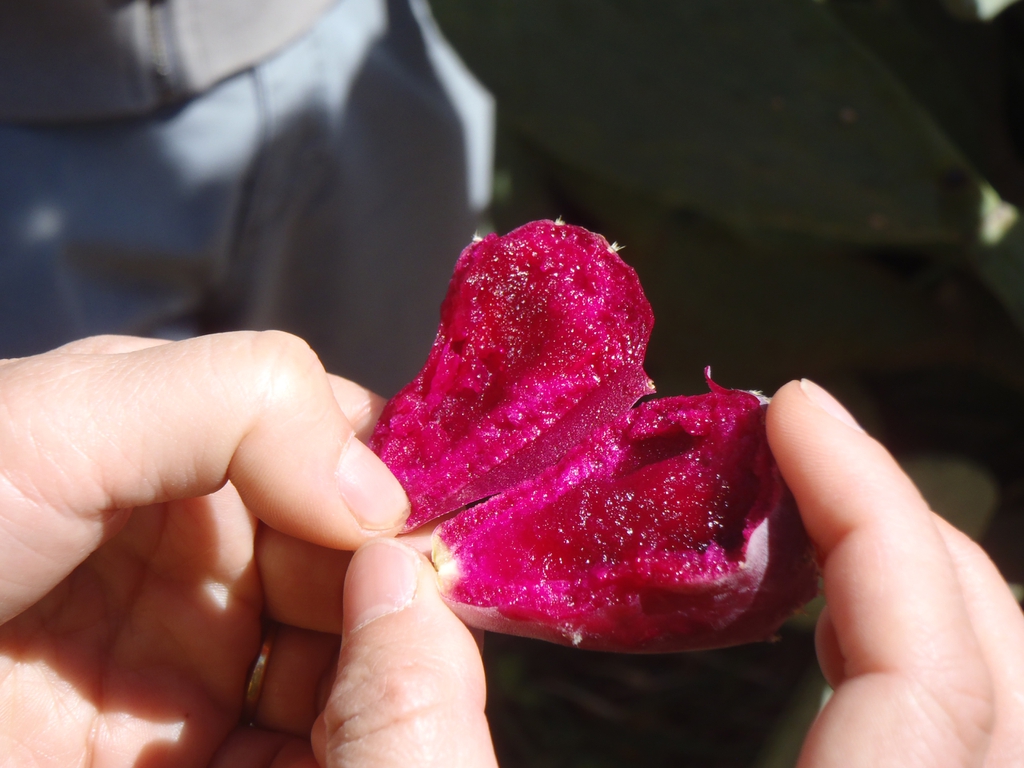 Fruit