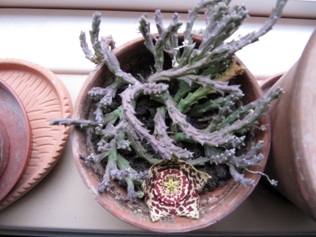Orbea Variegata