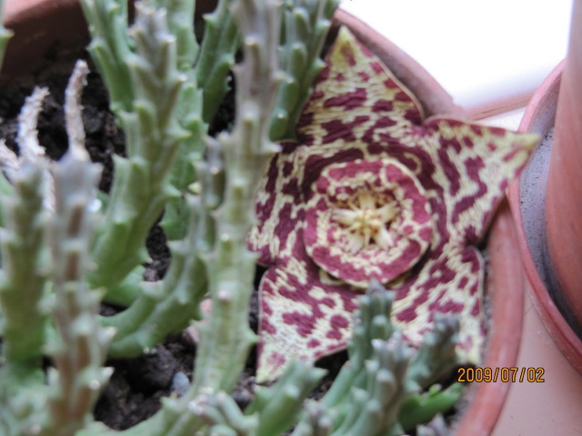 Orbea Variegata