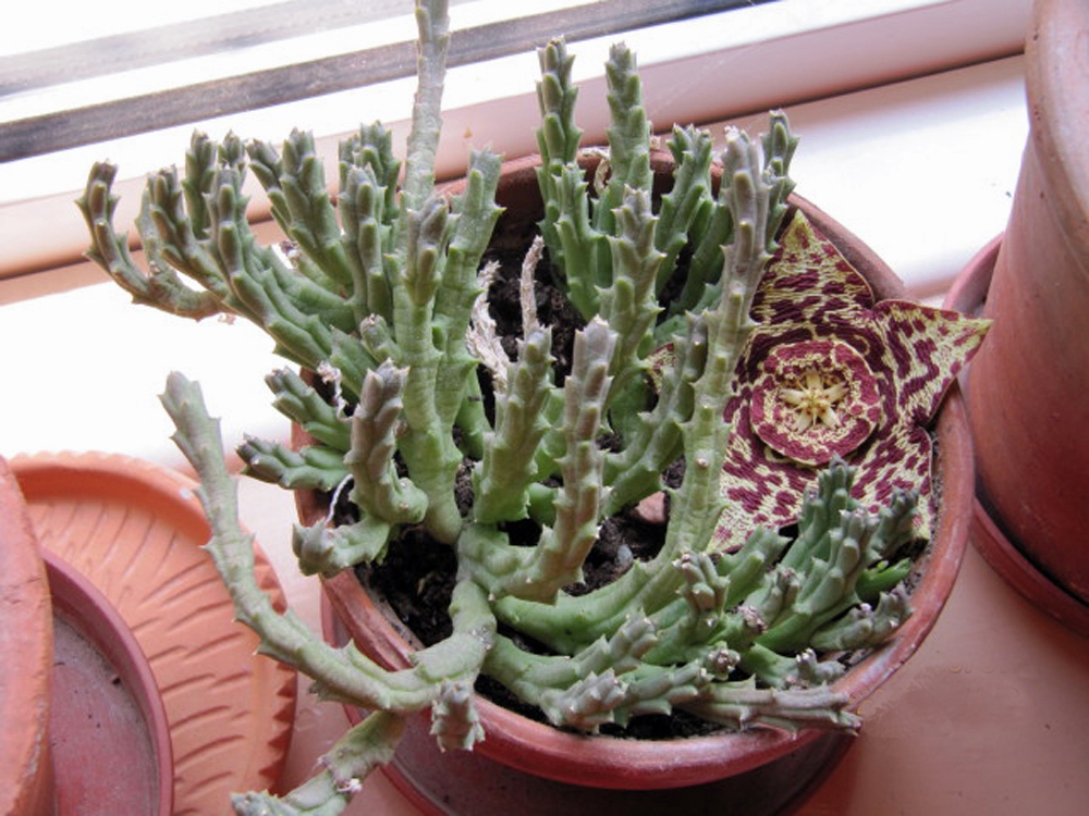 Form
