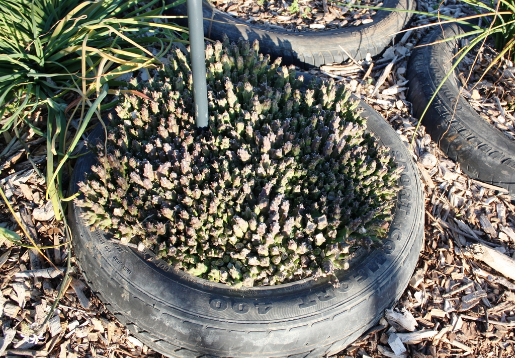 Orbea Variegata