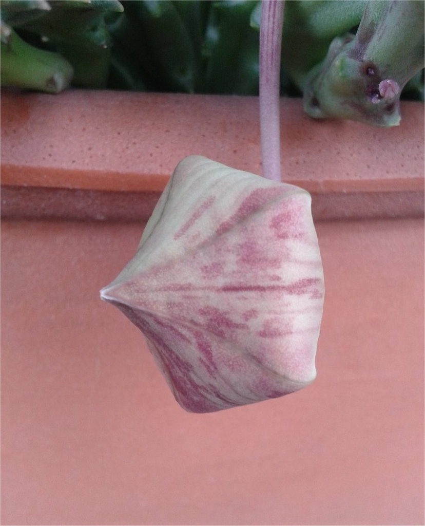 Orbea Variegata