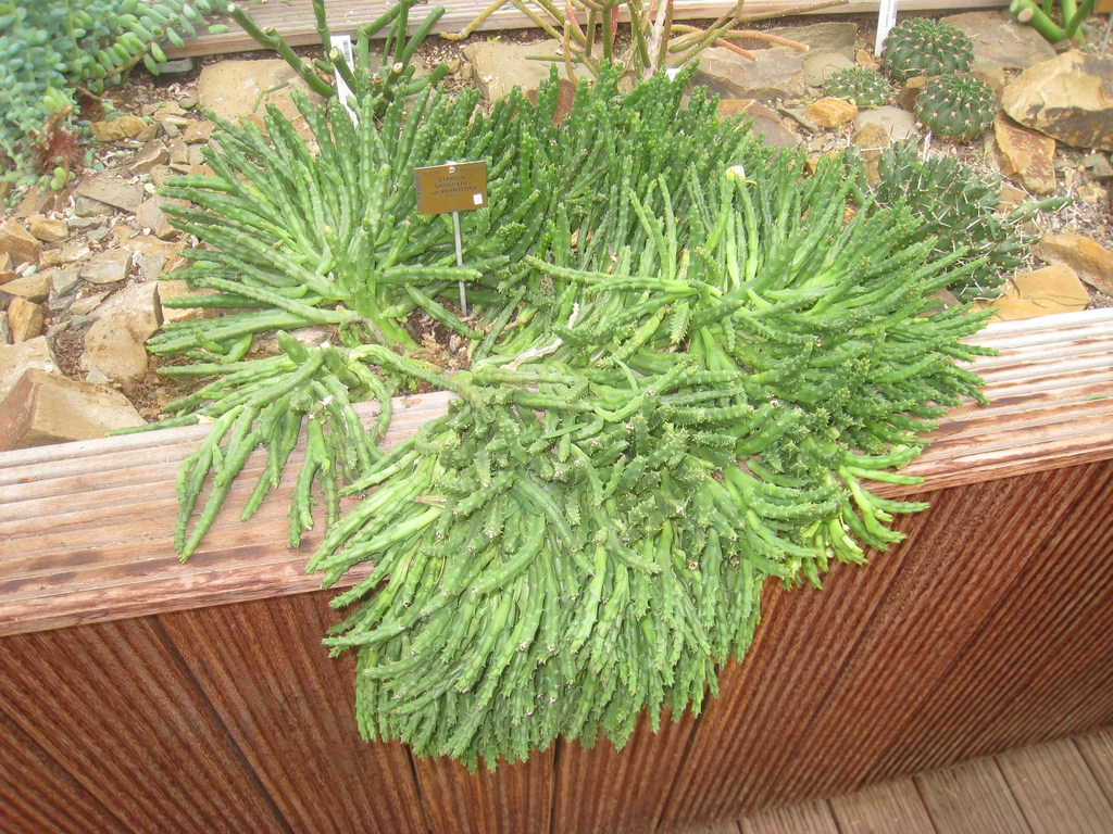 Orbea Variegata