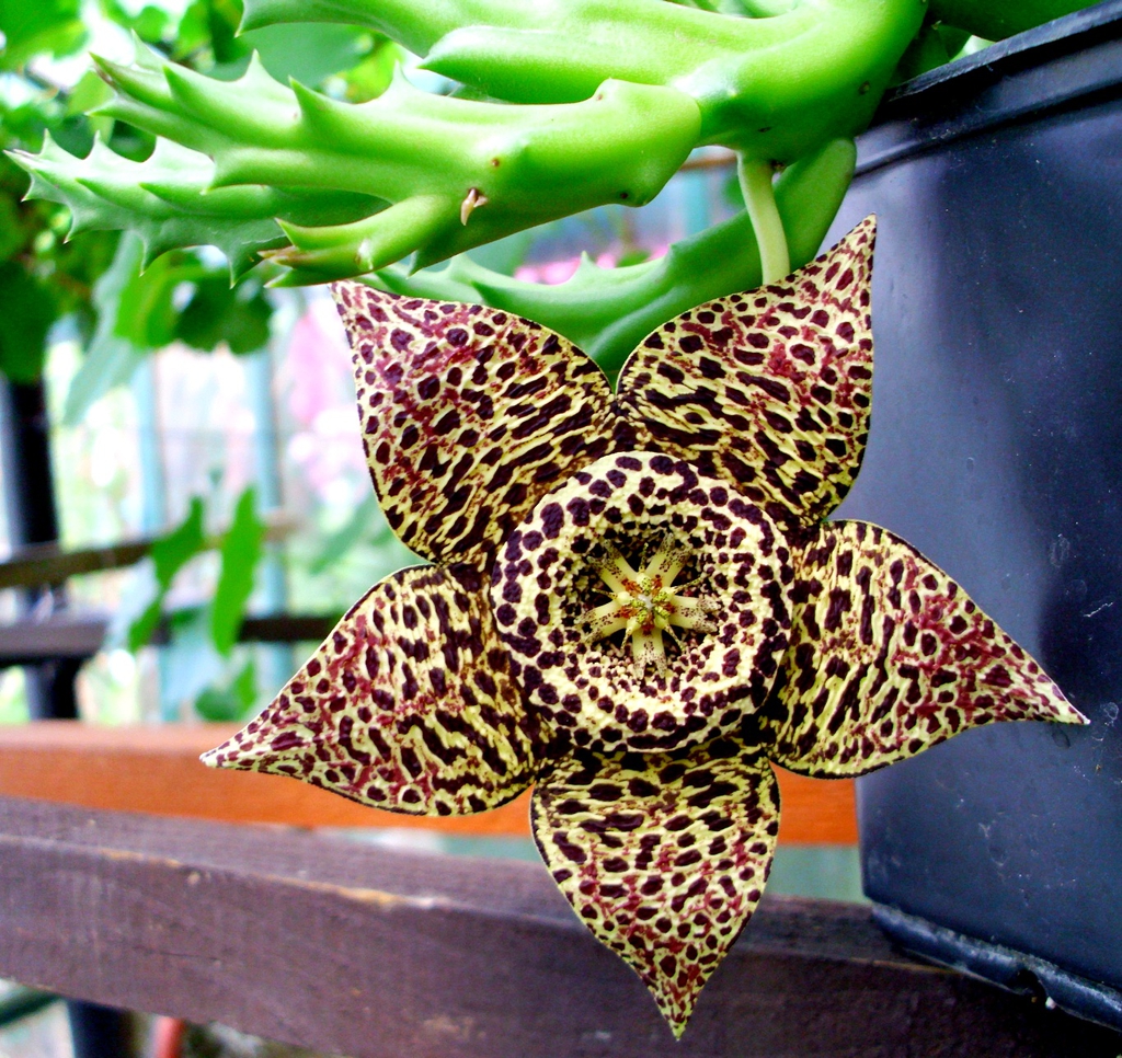 Orbea Variegata