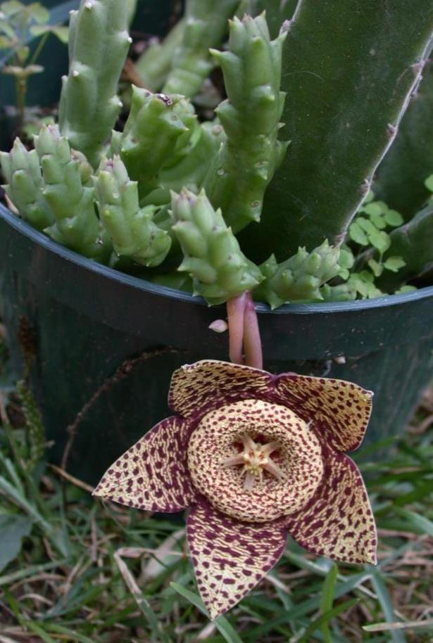 Orbea Variegata