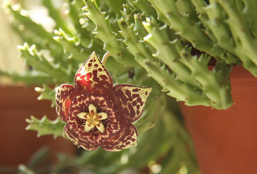 Flower