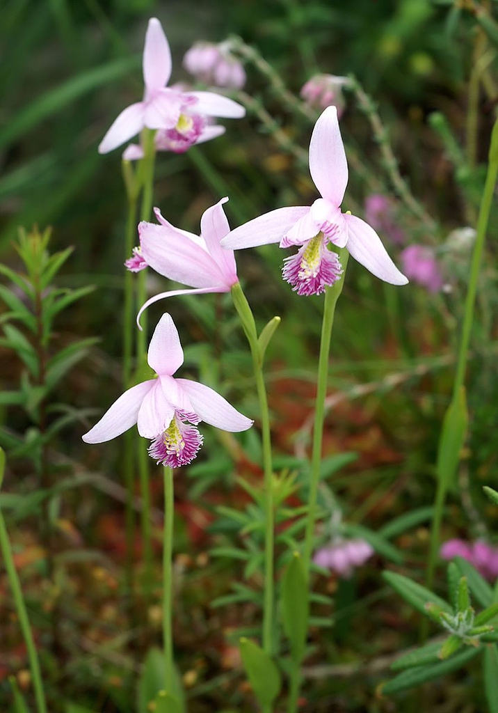 Pogonia ophioglossoides
