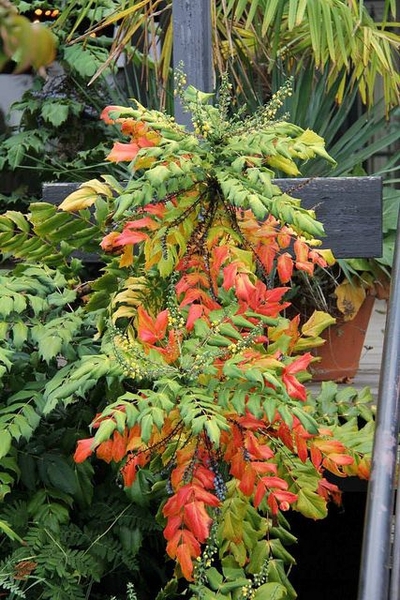 Fall color