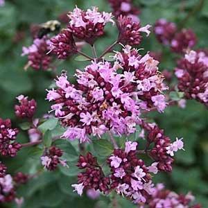 Origanum laevigatum 'Herrenhausen'