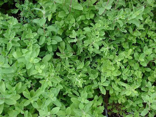 Origanum majorana