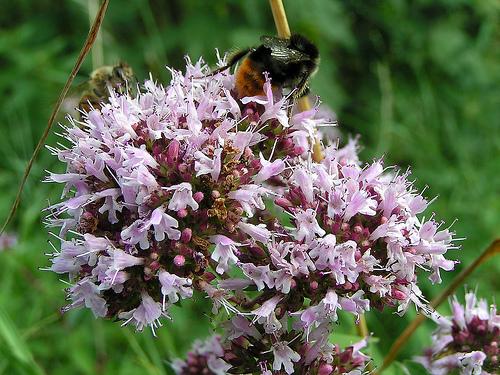 Origanum majorana