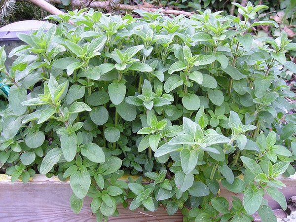 low, mat-forming plant with opposite, roundish leaves