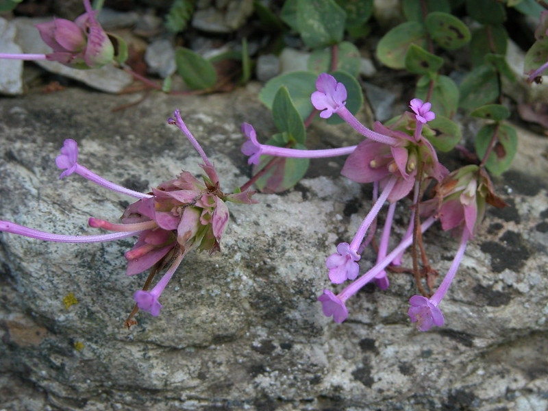 Terminal clusters of pink, tubular, 2-lipped flowers.