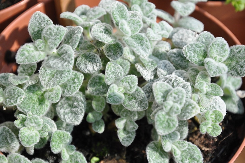 potted plant with tiny opposite leaves covered in white wool.