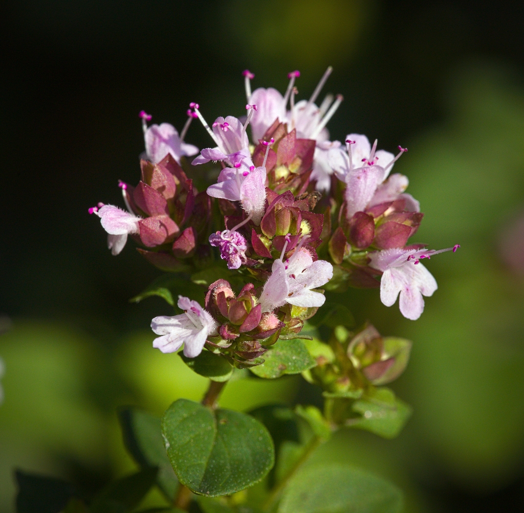 Close up of a cluster of tiny pink flowers