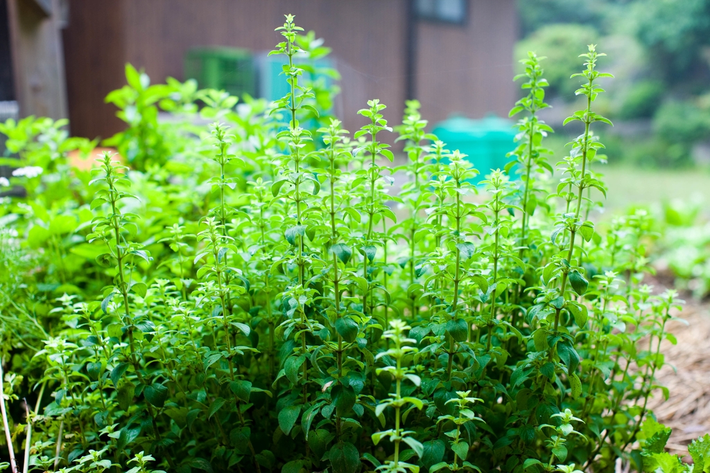 upright stems with small opposite leaves.