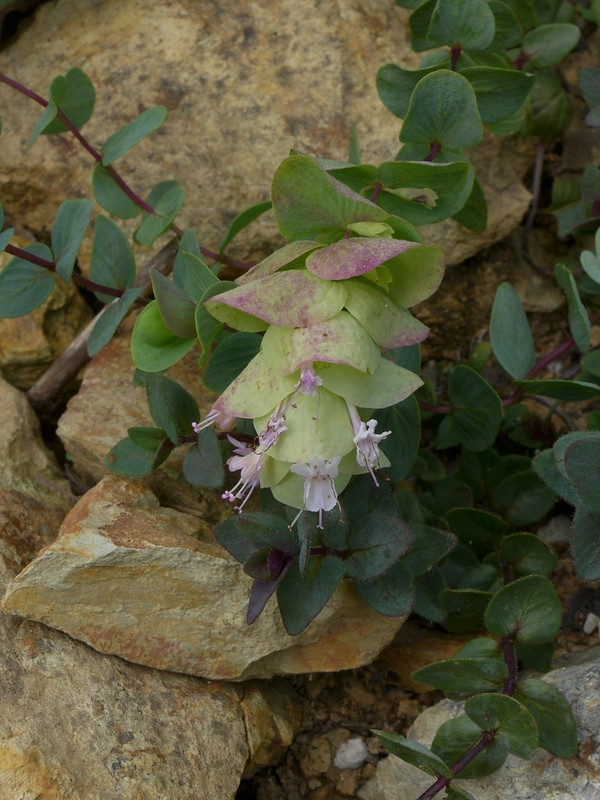 arching inflorescences with pink flowers between large bracts