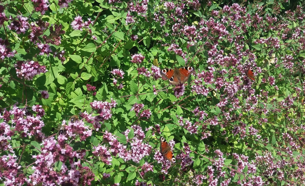 masses of tiny pink flowers.