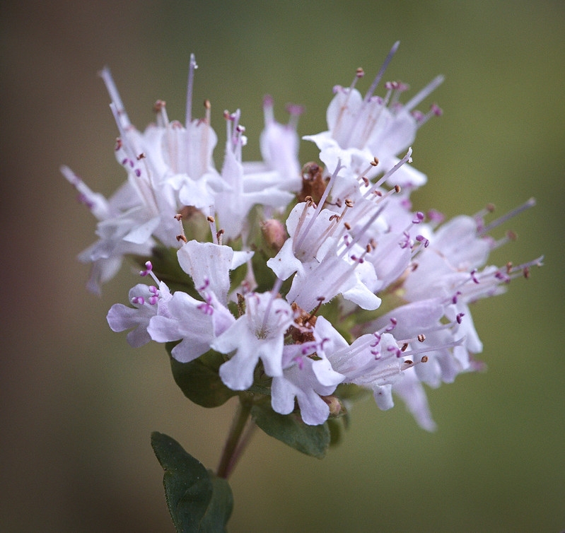 Cluster of tiny pink flowers.