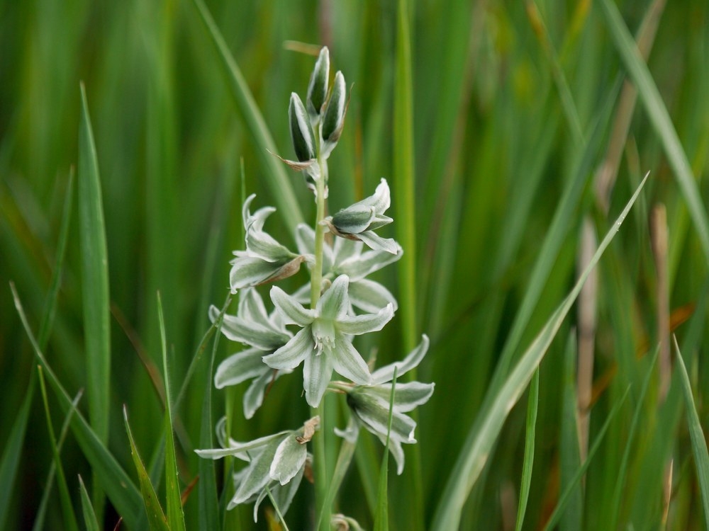 grassy leaves & clusters of white & green, star-shaped flowers.