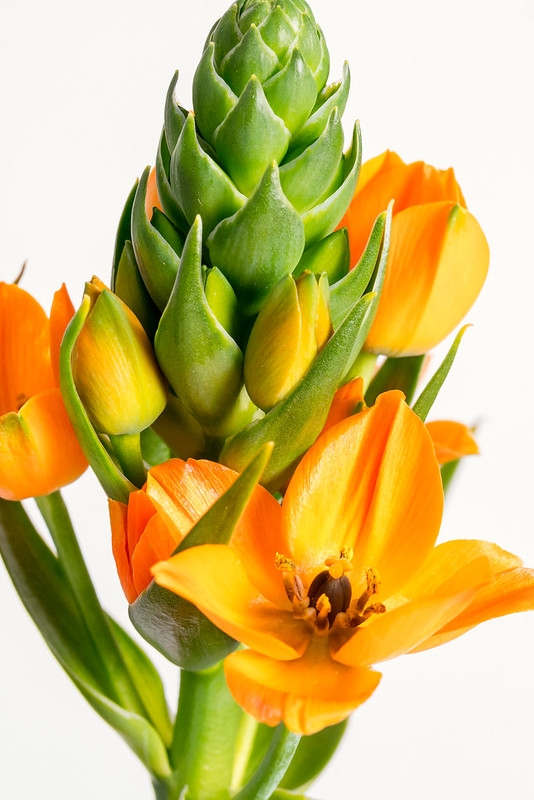 clusters of orange, star-shaped flowers.