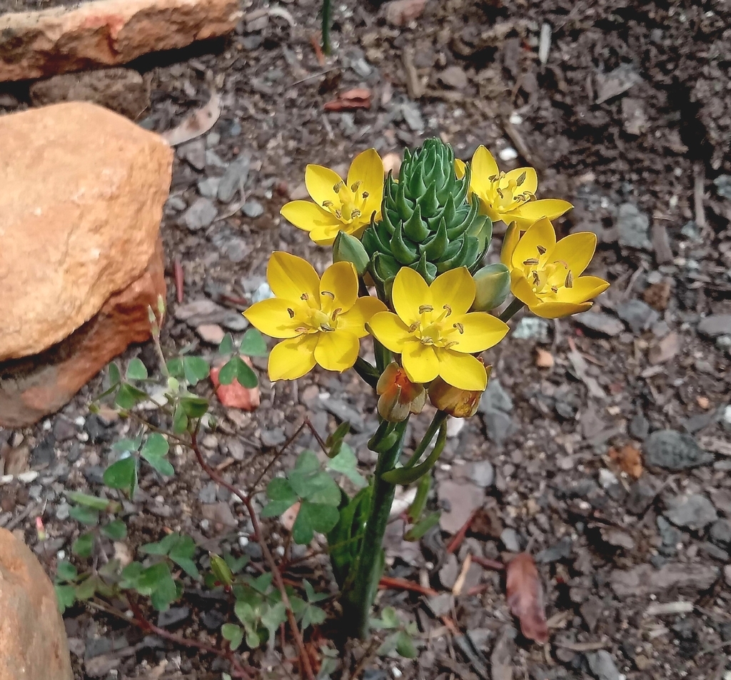 grassy leaves & clusters of yellow, star-shaped flowers.
