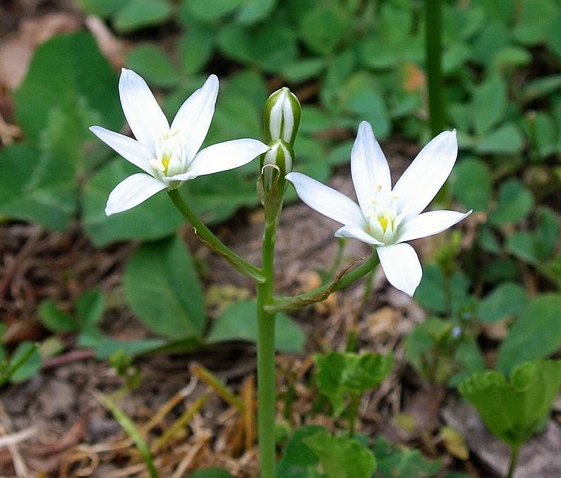 grassy leaves & clusters of white, star-shaped flowers.