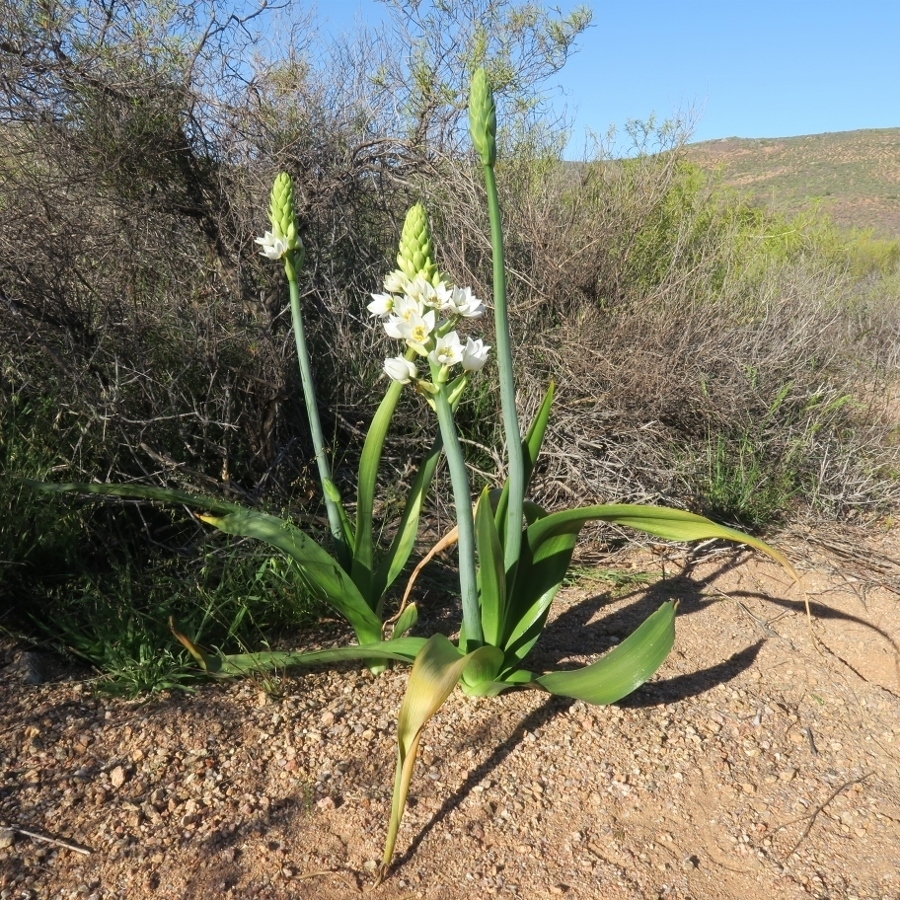 An erect stalk of white, star-shaped flowers.