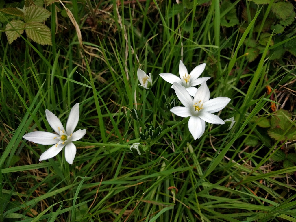 grassy leaves & clusters of white, star-shaped flowers.