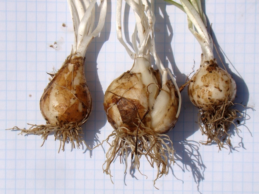 Dormant bulbs excavated and cleaned.