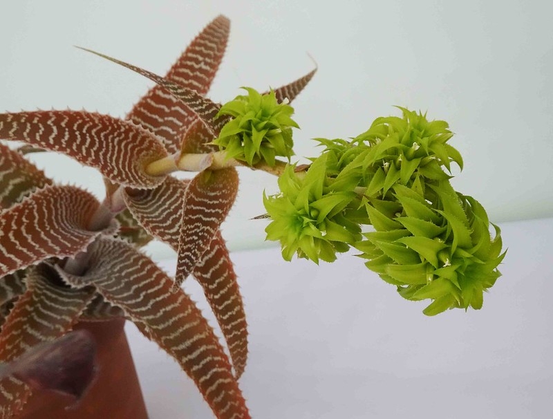 Striped, toothed leaves & inflorescence with green bracts.