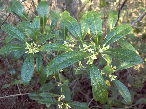 Leafy shoots, opposite elliptical leaves & small white flowers.