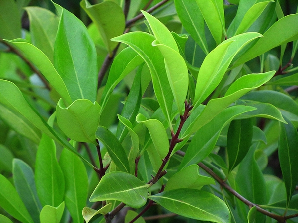 Foliage: opposite, entire, elliptical leaves.