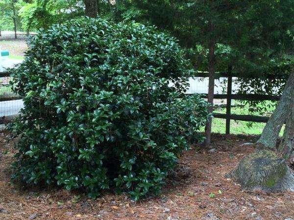 Rouded growth habit