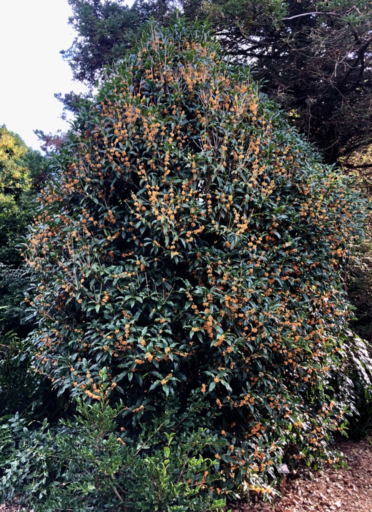orange-flowered Form - Wake Co., NC