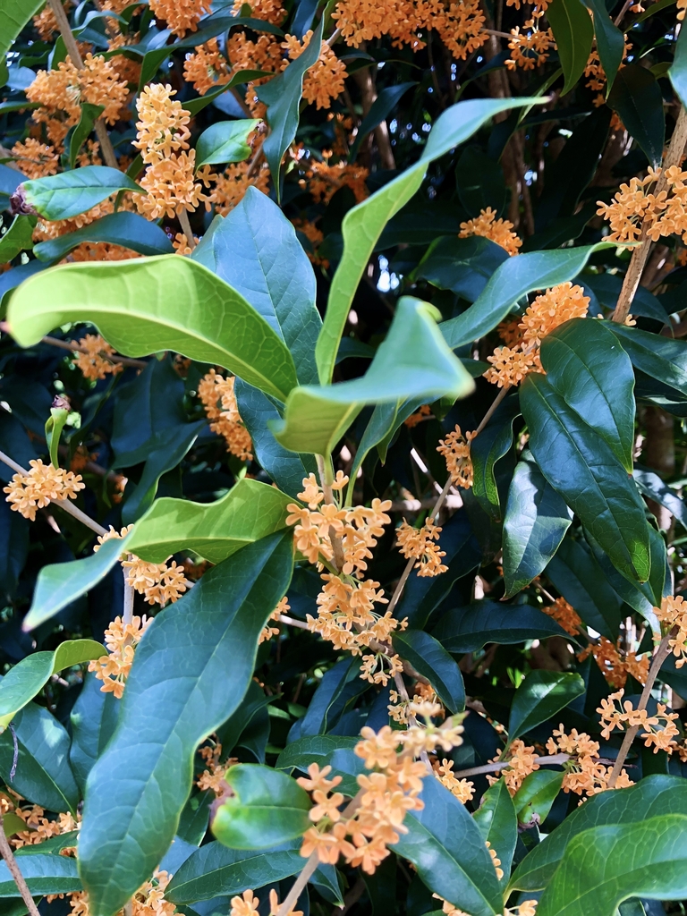 Leaves & orange Flowers - Wake Co., NC