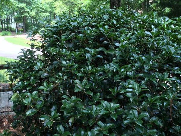 Growth habit